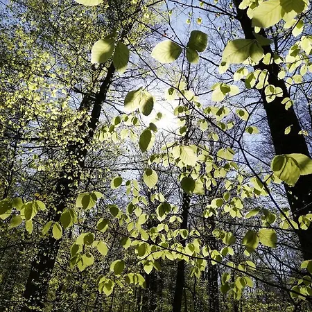 Апартаменты Zur Erlebnisschmiede Kammerforst