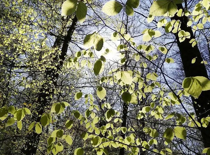 Apartment Zur Erlebnisschmiede Kammerforst