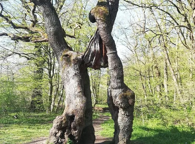 Apartment Zur Erlebnisschmiede Kammerforst